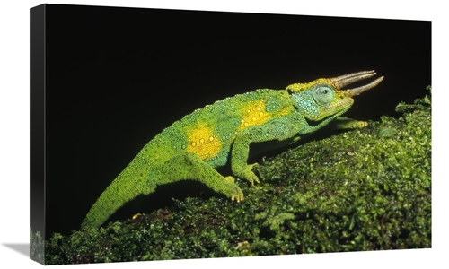 Global Gallery GCS-452346-1624-142 16 x 24 in. Jacksons Chameleon Clim