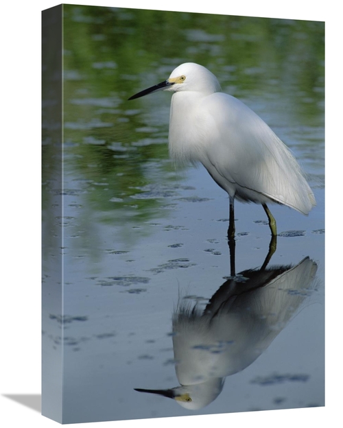 Global Gallery GCS-450954-1218-142 12 x 18 in. Snowy Egret Wading Thro