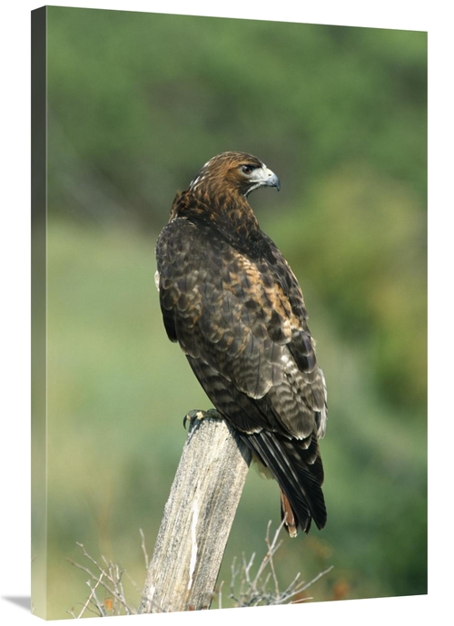 Global Gallery GCS-452355-2436-142 24 x 36 in. Red-Tailed Hawk Perchin