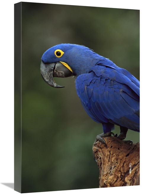 Global Gallery GCS-453121-1624-142 16 x 24 in. Hyacinth Macaw Perched 