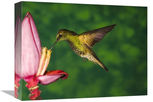 Global Gallery GCS-398309-1216-142 12 x 16 in. Buff-Tailed Coronet Hum