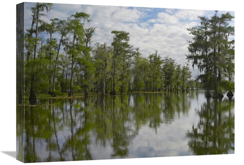 Global Gallery GCS-396505-1824-142 18 x 24 in. Bald Cypress Swamp,