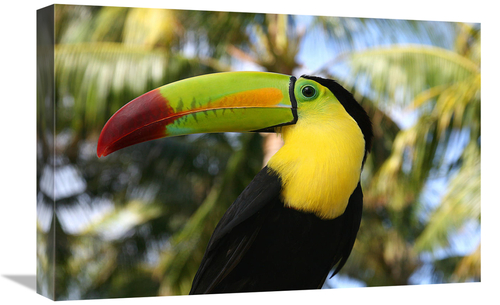 Global Gallery GCS-486638-22-142 22 in. Tucan Art Print - Vic Schendel