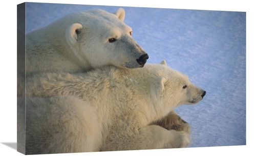 Global Gallery GCS-450942-1624-142 16 x 24 in. Polar Bear & Cub At Daw