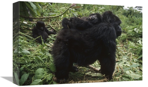 Global Gallery GCS-452816-1218-142 12 x 18 in. Mountain Gorilla Baby B