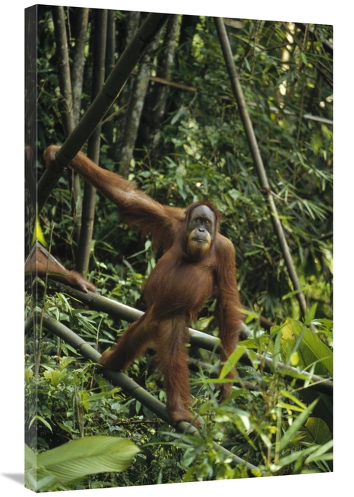 Global Gallery GCS-452479-2436-142 24 x 36 in. Orangutan Standing on F