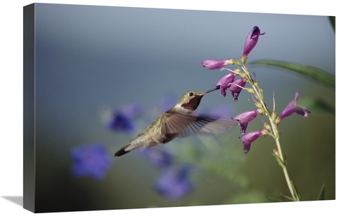 Global Gallery GCS-451959-1624-142 16 x 24 in. Broad-Tailed Hummingbir