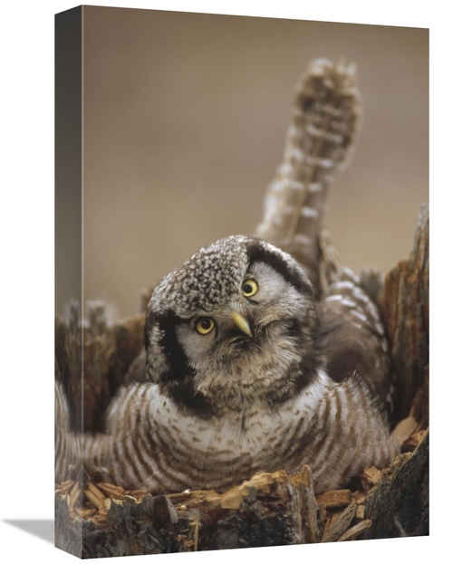 Global Gallery GCS-451897-1218-142 12 x 18 in. Northern Hawk Owl Incub