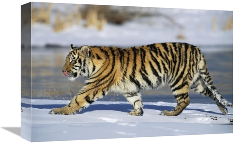 Global Gallery GCS-452722-1218-142 12 x 18 in. Siberian Tiger Cub Walk
