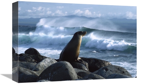 Global Gallery GCS-452307-1218-142 12 x 18 in. Galapagos Sea Lion,