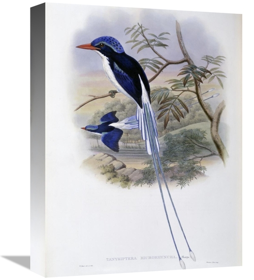 Global Gallery GCS-277778-16-142 16 in. Port-Moresby Racket-Tailed Kin