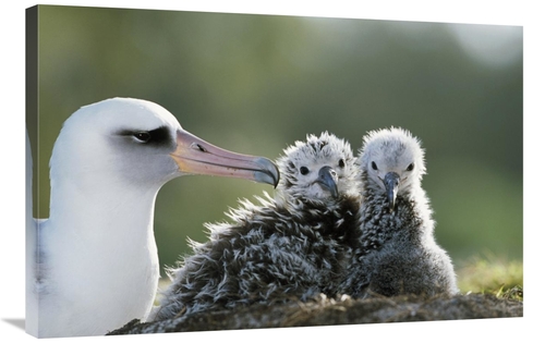Global Gallery GCS-451418-2436-142 24 x 36 in. Laysan Albatross Chick 