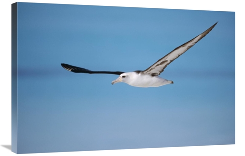 Global Gallery GCS-451429-2436-142 24 x 36 in. Laysan Albatross Naviga