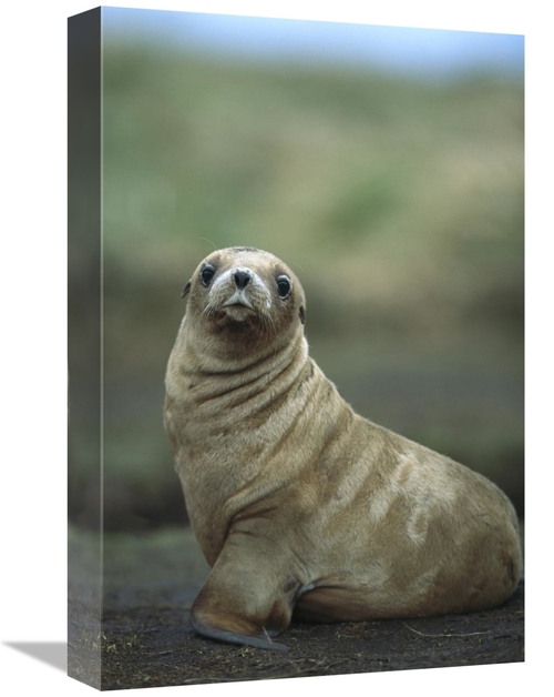 Global Gallery GCS-451623-1218-142 12 x 18 in. Hookers Sea Lion Pup
