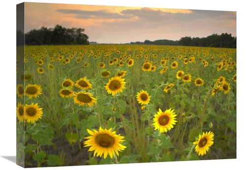 Global Gallery GCS-396674-1824-142 18 x 24 in. Field of Sunflowers&#44