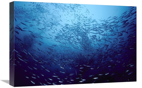 Global Gallery GCS-450618-1624-142 16 x 24 in. Northern Anchovy School