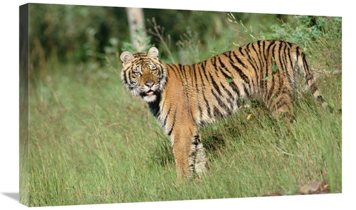 Global Gallery GCS-396099-30-142 30 in. Siberian Tiger Standing in Gre