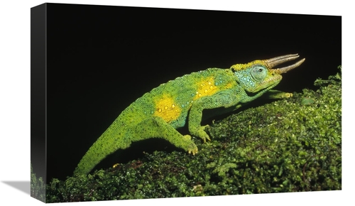 Global Gallery GCS-452346-1218-142 12 x 18 in. Jacksons Chameleon Clim