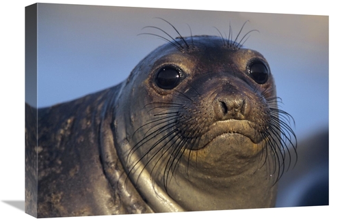 Global Gallery GCS-396152-22-142 22 in. Northern Elephant Seal Pup,