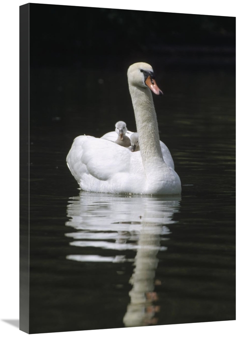 Global Gallery GCS-452490-2030-142 20 x 30 in. Mute Swan Parent with C