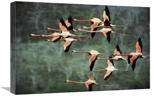 Global Gallery GCS-395580-1624-142 16 x 24 in. Greater Flamingo Group 