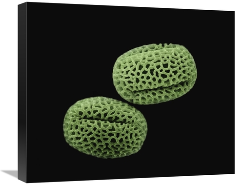 Global Gallery GCS-397619-22-142 22 in. Olive - Olea Europaea Pollen a