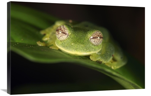 Global Gallery GCS-398089-2436-142 24 x 36 in. Glass Frog, Sierra 