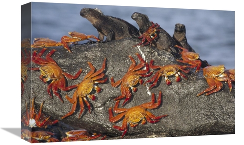 Global Gallery GCS-451192-1218-142 12 x 18 in. Sally Lightfoot Crabs &