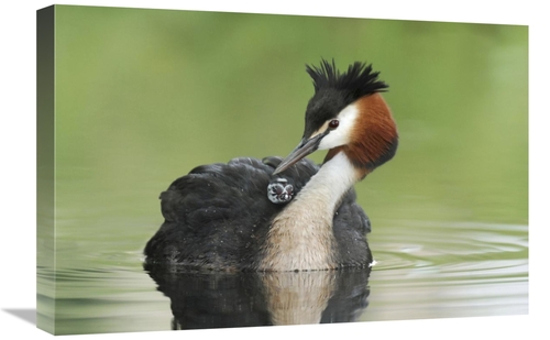 Global Gallery GCS-397467-1624-142 16 x 24 in. Great Crested Grebe Gro