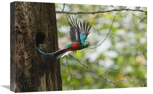 Global Gallery GCS-452696-1624-142 16 x 24 in. Resplendent Quetzal Mal