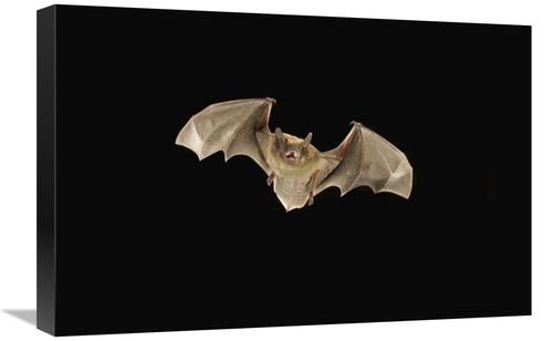 Global Gallery GCS-395720-1624-142 16 x 24 in. Little Brown Bat Flying