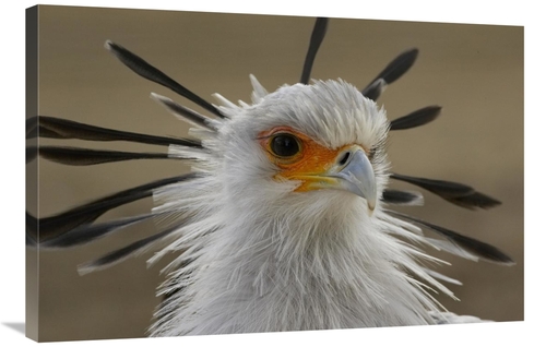 Global Gallery GCS-450904-2436-142 24 x 36 in. Secretary Bird Portrait