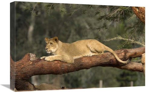 Global Gallery GCS-450847-1624-142 16 x 24 in. African Lioness Resting