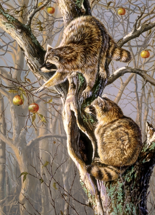 Outset Media OM80192 Ringtail Raiders Puzzle, 1000 Piece