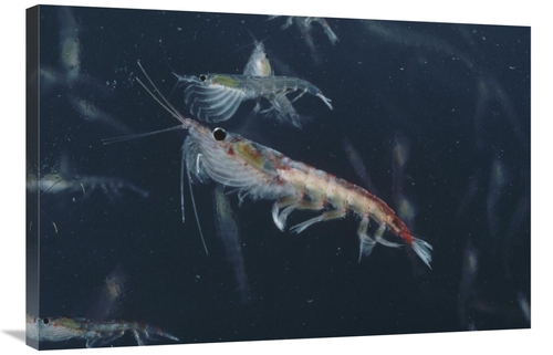 Global Gallery GCS-450631-2436-142 24 x 36 in. Antarctic Krill, An