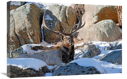 Global Gallery GCS-486469-30-142 30 in. Waiting out the Snow Art Print