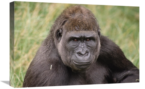 Global Gallery GCS-452769-1624-142 16 x 24 in. Western Lowland Gorilla