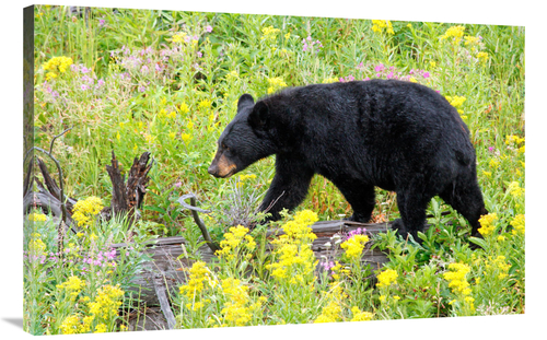 Global Gallery GCS-486424-40-142 40 in. On the Prowl Art Print - Vic S