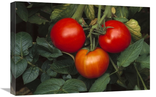 Global Gallery GCS-452834-1624-142 16 x 24 in. Tomato Fruit Ripening o