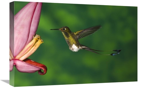 Global Gallery GCS-453338-1624-142 16 x 24 in. Booted Racket-Tail Humm