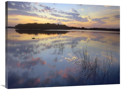 Global Gallery GCS-452270-3040-142 30 x 40 in. American Alligator in P