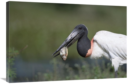 Global Gallery GCS-452525-2436-142 24 x 36 in. Jabiru Stork Catching F