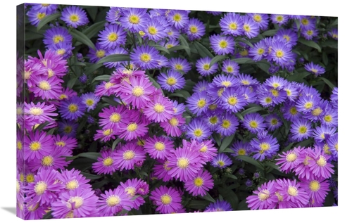 24 x 36 in. Aster Flowers Art Print - Visionspictures