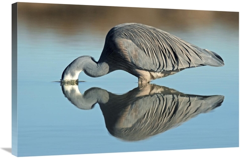 Global Gallery GCS-397471-2436-142 24 x 36 in. White-Faced Heron Strik