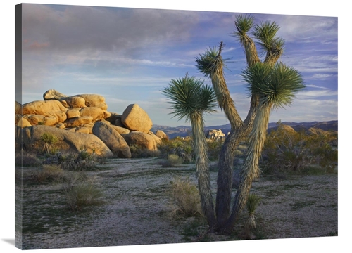 Global Gallery GCS-396641-3040-142 30 x 40 in. Joshua Tree & Boulders&