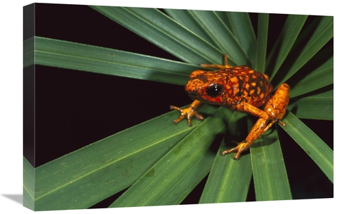 Global Gallery GCS-453172-1624-142 16 x 24 in. Splendid Poison Dart Fr