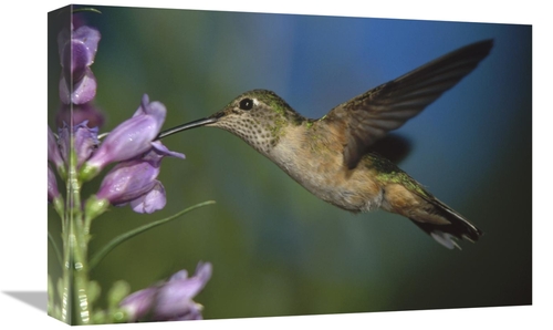 Global Gallery GCS-395925-1218-142 12 x 18 in. Broad-Tailed Hummingbir