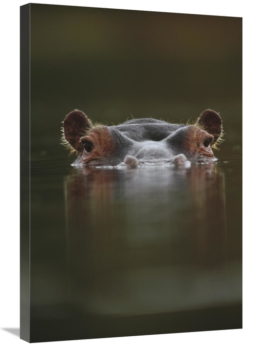 Global Gallery GCS-396119-2030-142 20 x 30 in. Hippopotamus at Water S