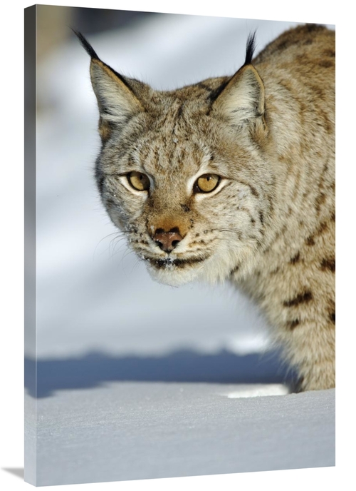 Global Gallery GCS-398057-2436-142 24 x 36 in. Eurasian Lynx in Snow&#