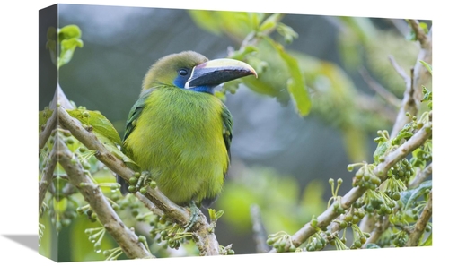 Global Gallery GCS-397263-1218-142 12 x 18 in. Emerald Toucanet, C